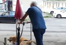 man-carts-around-disabled-dog
