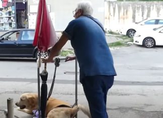 man-carts-around-disabled-dog