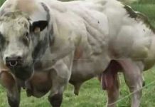 muscular-bull