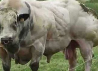 muscular-bull