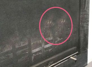 owl-gets-stuck-in-familys-fireplace