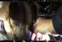 storm-rain-dog-rescue
