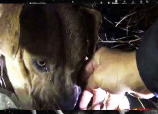 storm-rain-dog-rescue