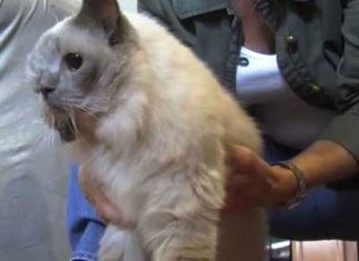 two-faced-cat