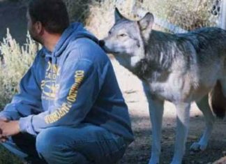 vet-wolf