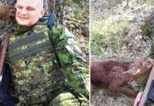 Baby-Moose-Approaches-Soldier