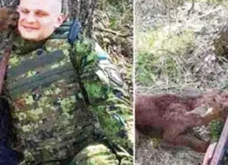 Baby-Moose-Approaches-Soldier