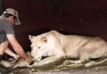 Lioness-cub-man