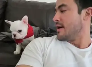 Puppy-Cant-Take-a-Compliment-0-19-screenshot