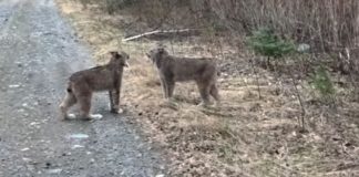 Two-Lynx-in-Ontario-Have-Intense-Conversation