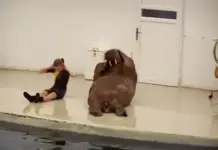 fitness enthusiastic walrus