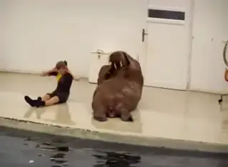 fitness enthusiastic walrus