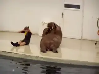 fitness enthusiastic walrus