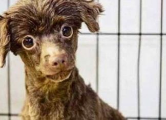 animal-rescue-corps-raid
