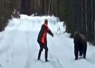 attacking-bear-scares