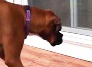 boxer-vs-feather
