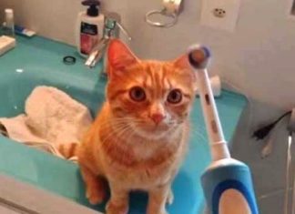 cat-and-electric-brush