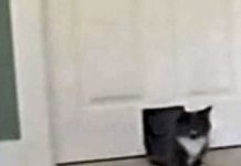cat-deer