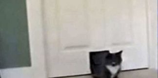 cat-deer