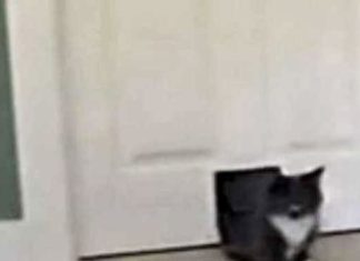 cat-deer