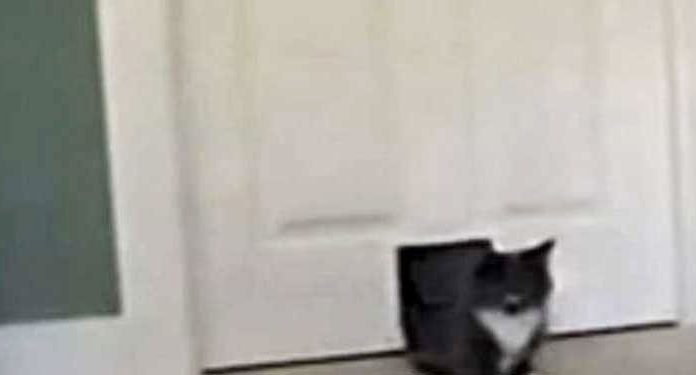 cat-deer