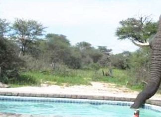 elephant-crashes-the-pool-party