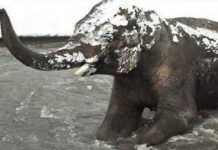 elephant-snow