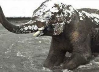 elephant-snow