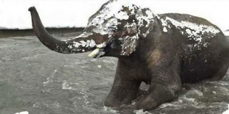 elephant-snow