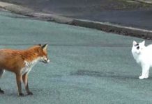 fox-and-cat-on-road