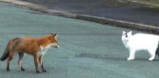 fox-and-cat-on-road