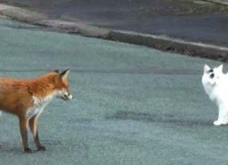 fox-and-cat-on-road