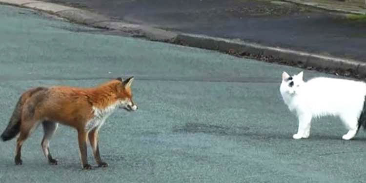 fox-and-cat-on-road