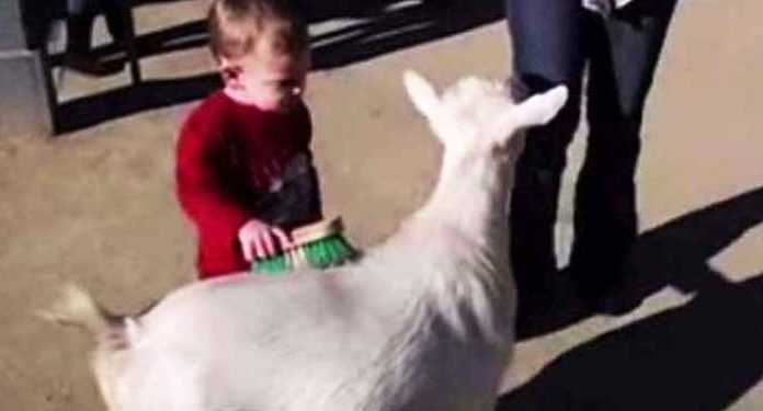 goat-farting