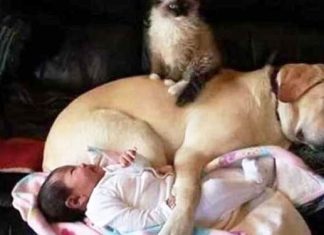 kitten-and-puppy-cuddling