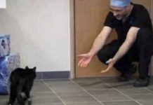 oscar_cat_miracle