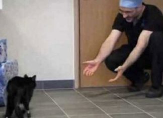 oscar_cat_miracle