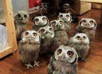 owls-comp