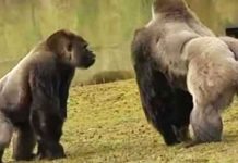 rare-footage-of-gorilla