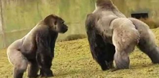rare-footage-of-gorilla