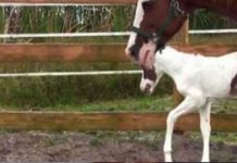 rare-pattern-foal