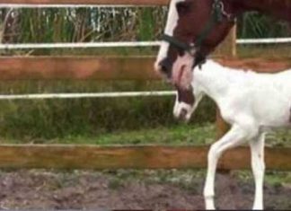 rare-pattern-foal