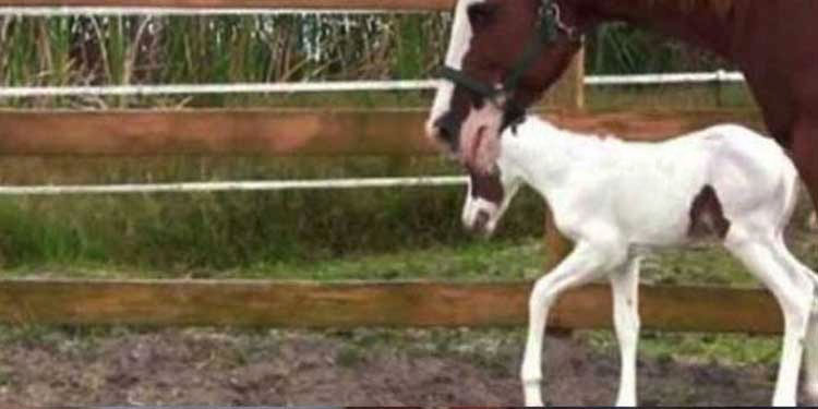 rare-pattern-foal