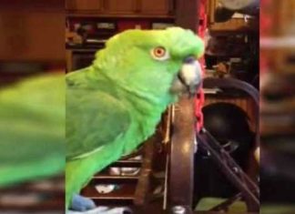 singing-parrot