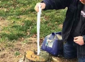 tree-stump-removing