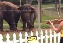 violinist-plays-bach-for-elephants