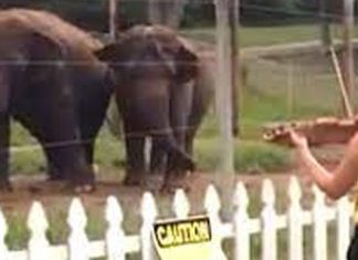 violinist-plays-bach-for-elephants