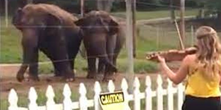 violinist-plays-bach-for-elephants