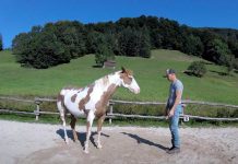 man dances with horse