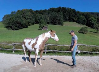 man dances with horse